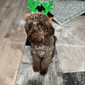 Meet your Posher, Cy'ryi